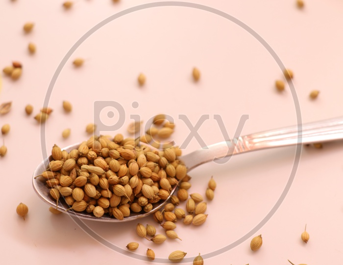 Whole and dried coriander seeds in a stainless steel spoon