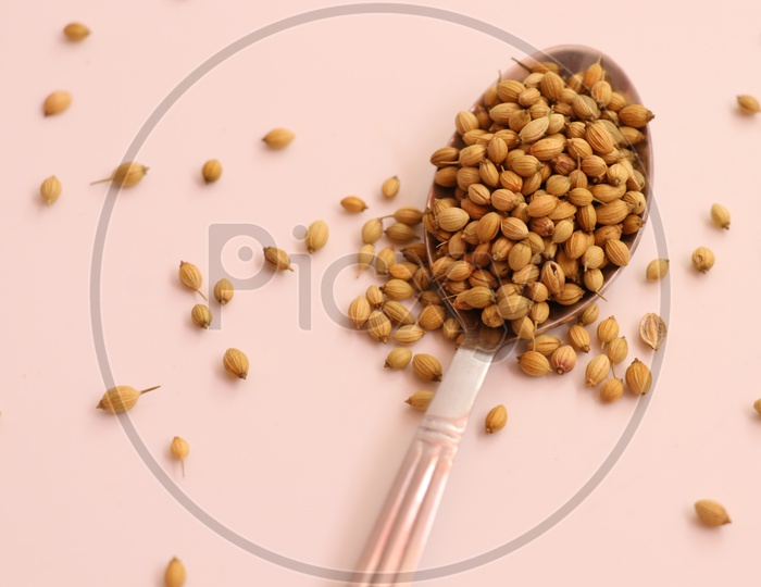 Whole and dried coriander seeds in a stainless steel spoon