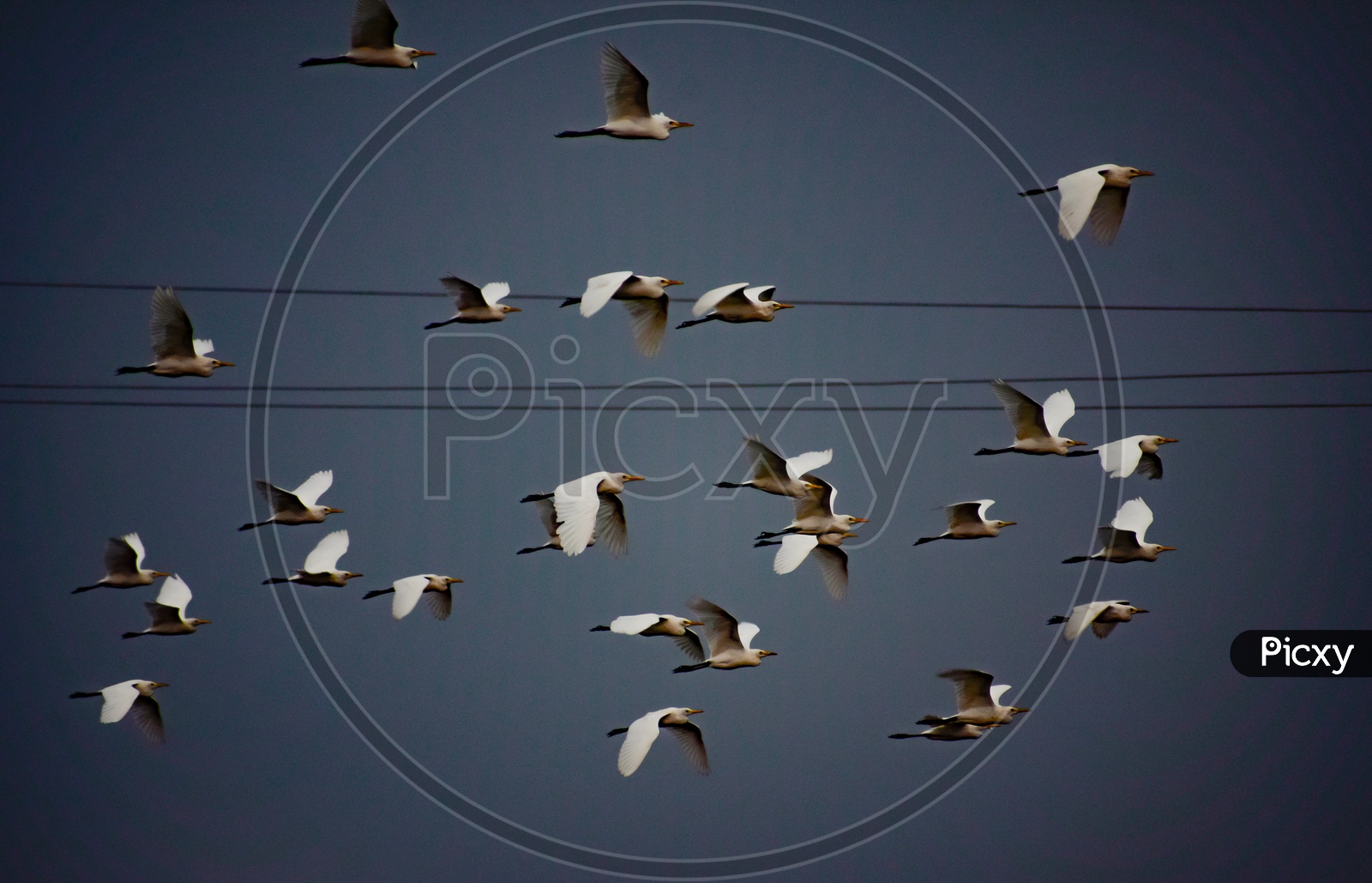 A flock of egrets.