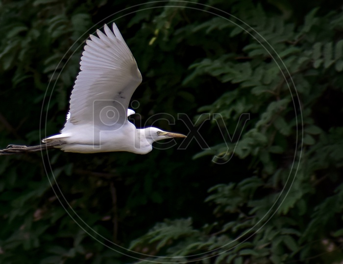 An Egrets flight