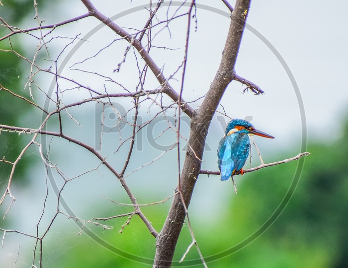 A Common kingfisher