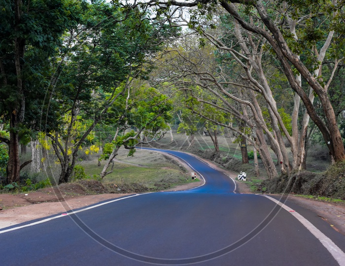 Road leads to Masinagudi