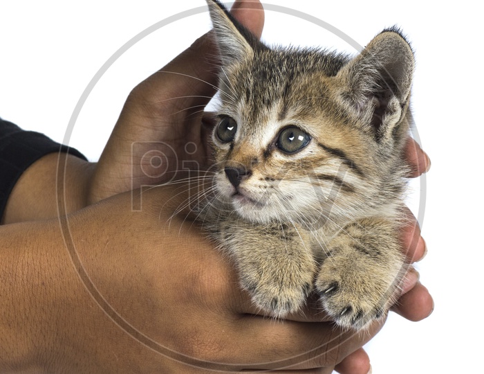 Small kitten in human hands