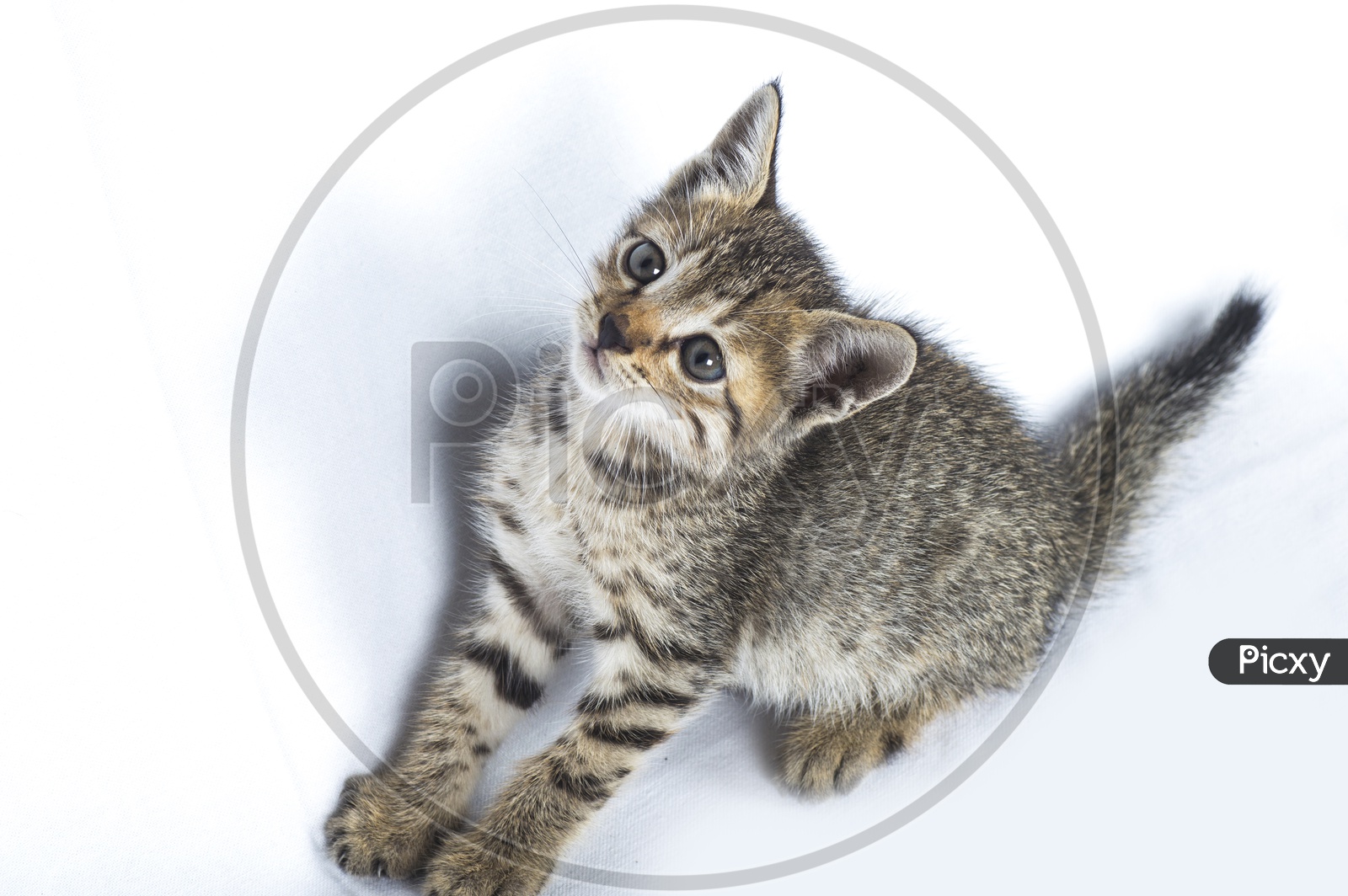 Gray striped Kitten on a white background