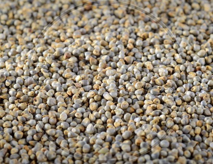 Pearl millet (Bajra) as background. Close up.