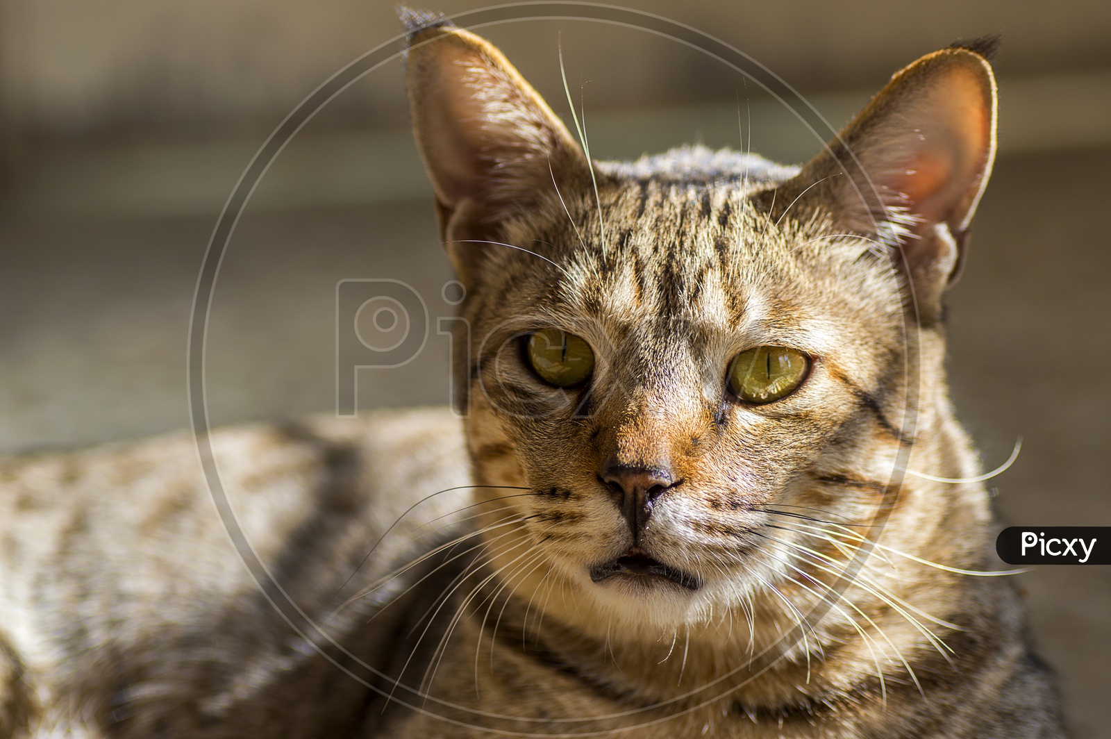 Portrait Of an Indian Pet Cat
