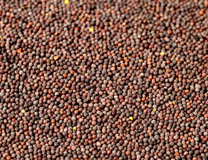 Indian Brown Mustard Seeds Filled Background