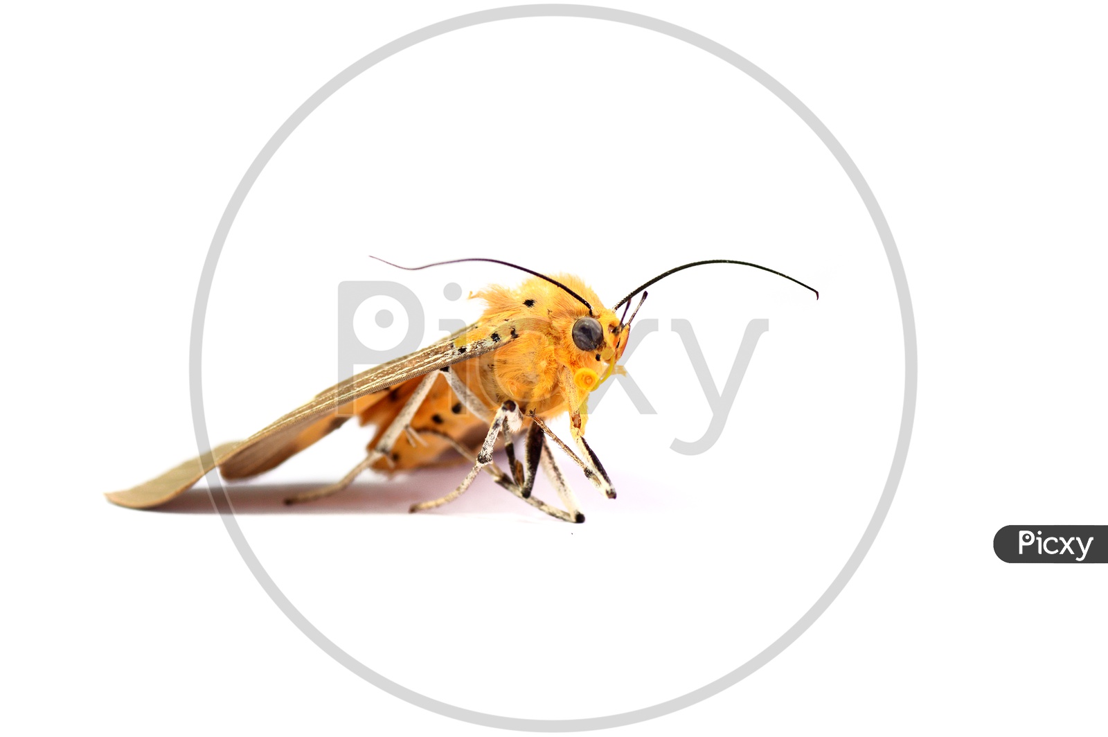 A moth on White Background
