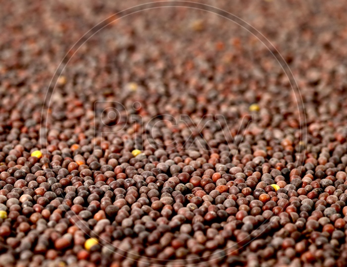 Indian Brown Mustard Seeds Filled Background