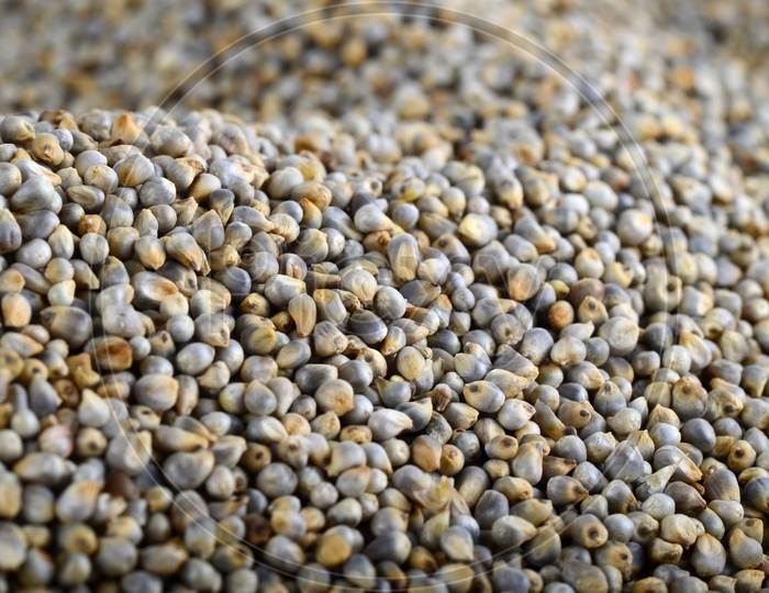 Pearl millet (Bajra) as background. Close up.