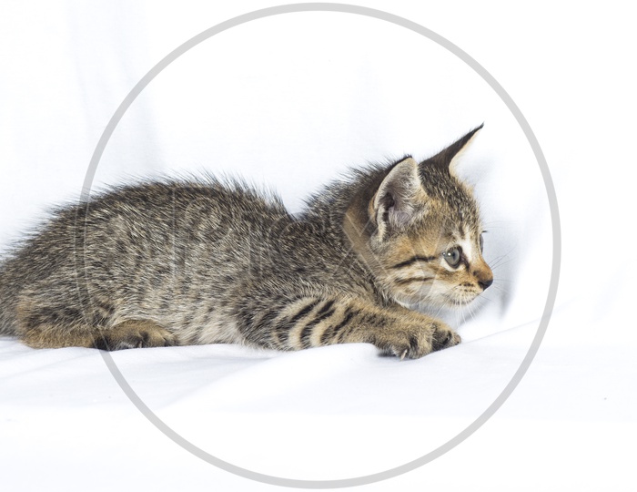 Gray striped Kitten on a white background,