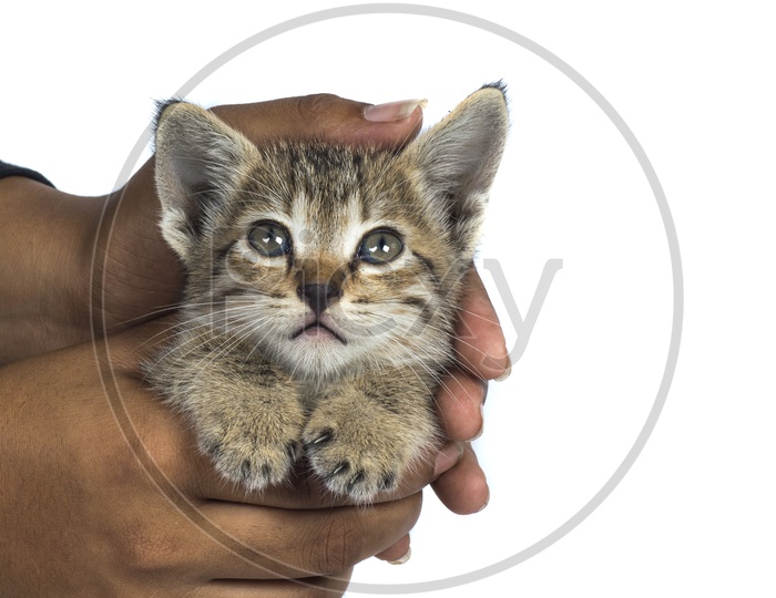 Small kitten in human hands