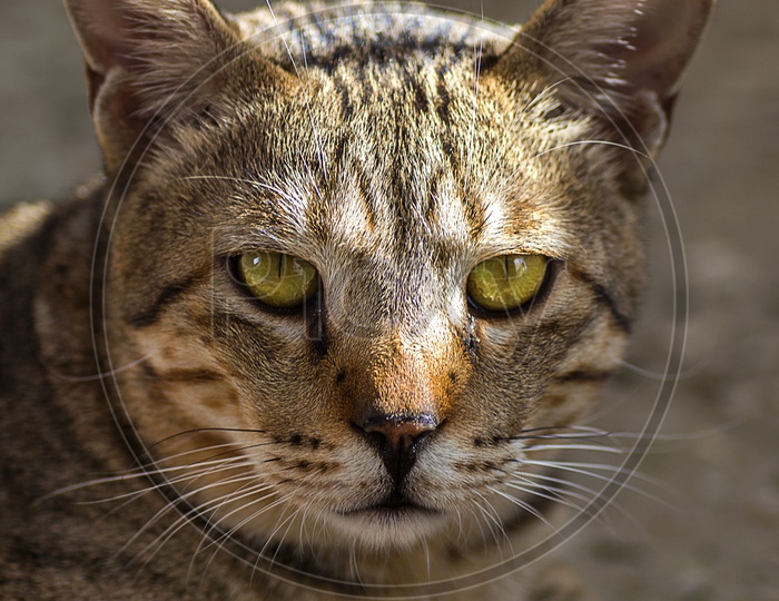 Portrait Of an Indian Pet Cat