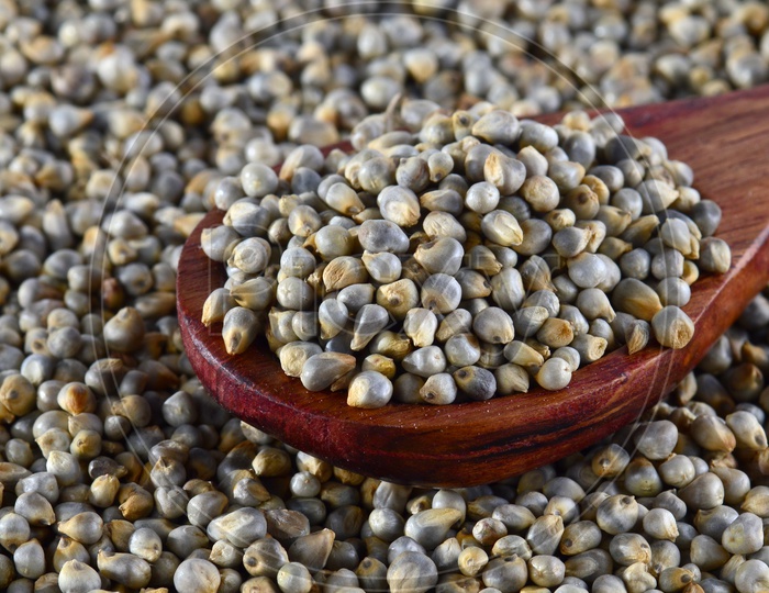 close up of Pearl Millet (Bajra) with wooden spoon.