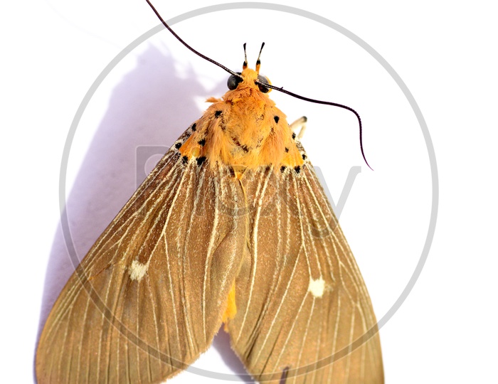 A moth on White Background