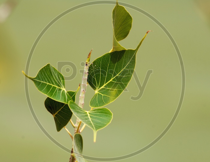 Bodhi plant leaves