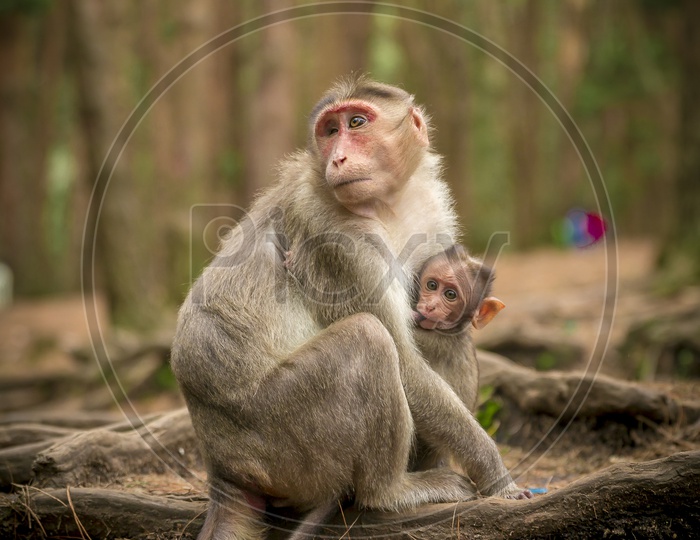 A Young Monkey or Macaque  With Baby Monkey