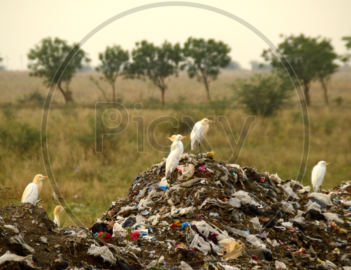 cranes On the Garbage Pile