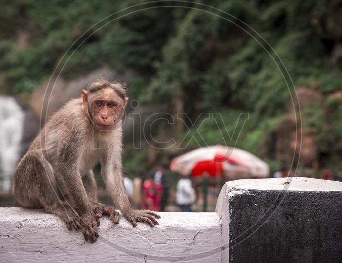A Young Monkey or Macaque