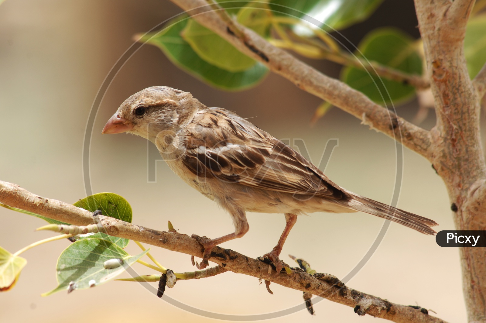 A Field Sparrow