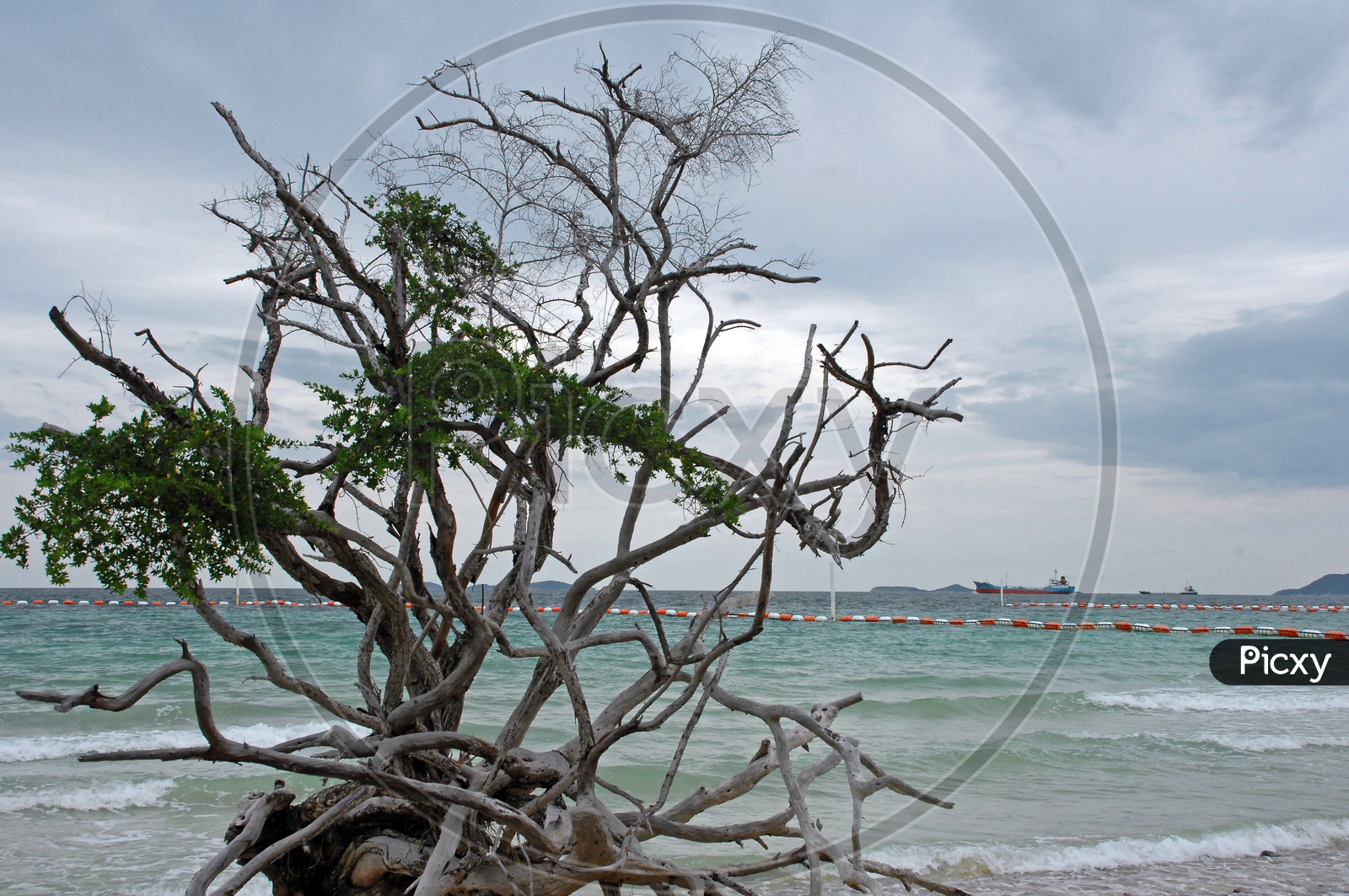 Dead Dried Trees in Beach