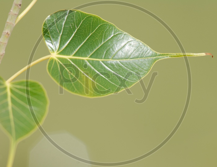 Bodhi Tree green leaf