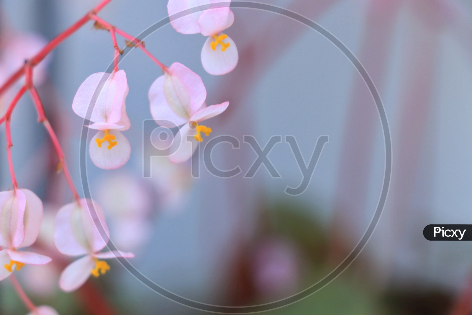 Begonia pink flowers