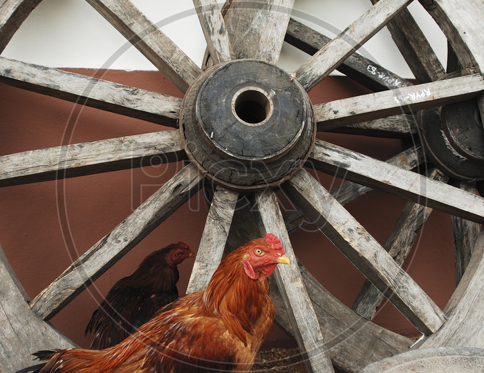 Roosters alongside the wooden spokes wheel