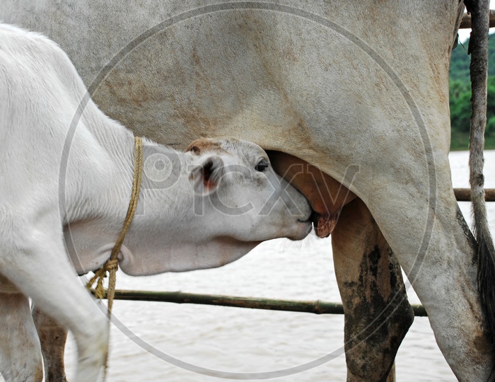 A Calf Drinking Milk of Cow