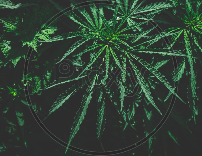 Marijuana Plants in Himachal Pradesh