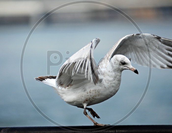 Seagull with wings open