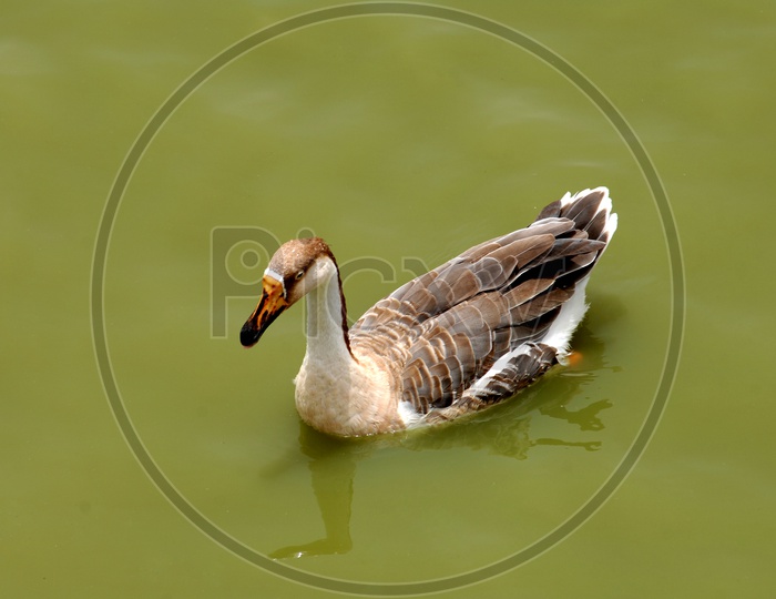 A Duck Floating On Water Surface