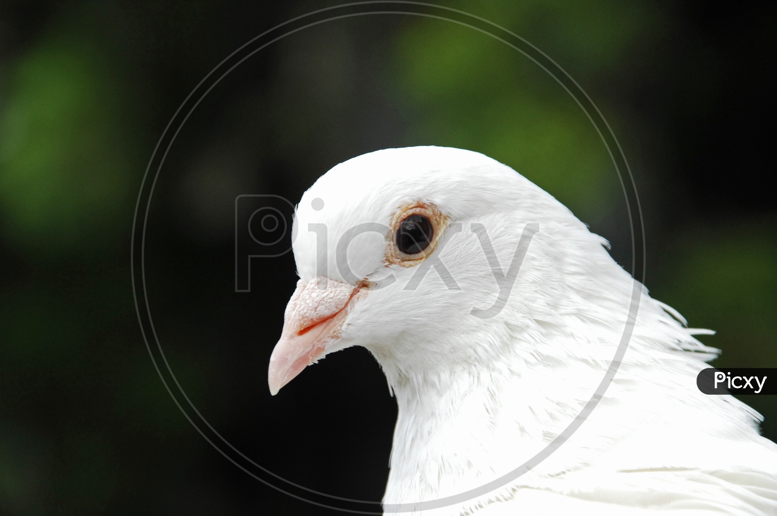 Image of White Pigeon-AI446487-Picxy