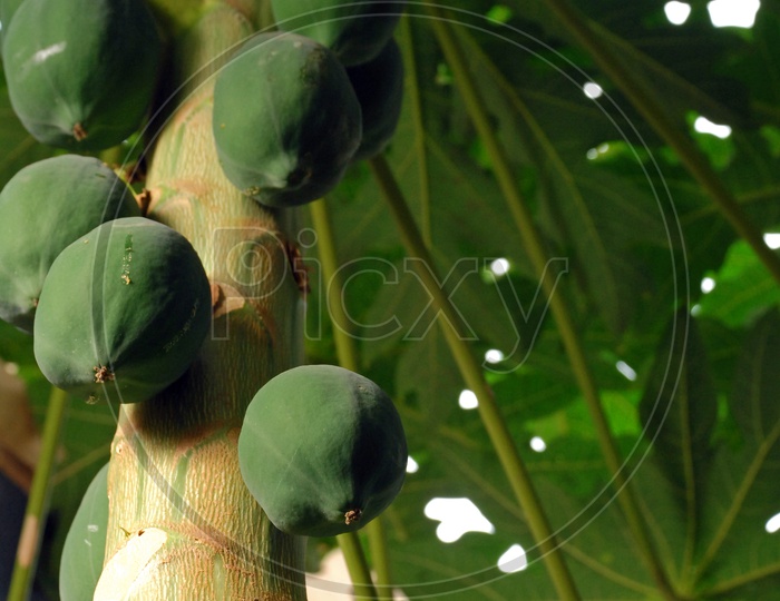 Papaya Fruits On Tree