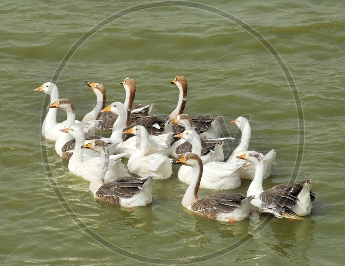 A string Of Ducks Floating On Water