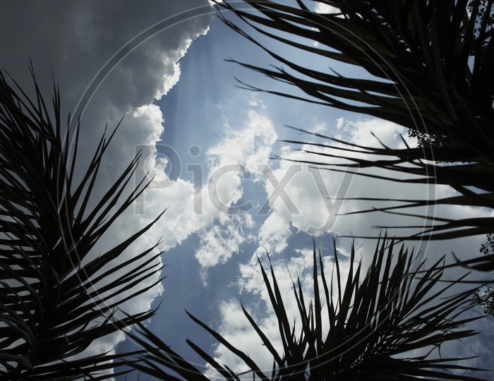 Cloudy sky with silhouette of coconut tree leaves