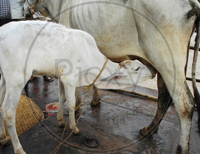 A Calf Drinking Milk of Cow