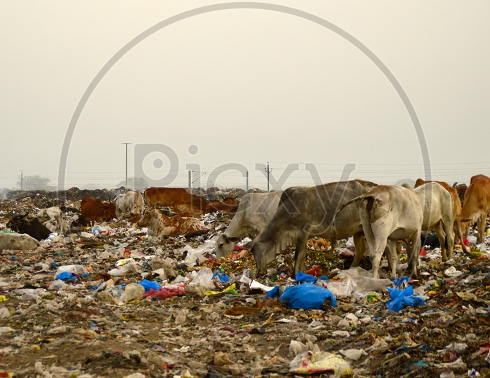 Indian Cows In the Garbage Dumping Yard