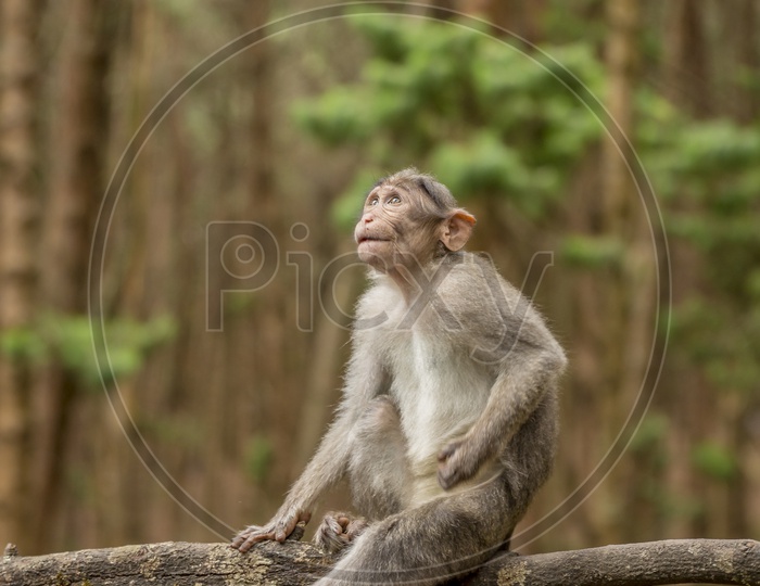 A Young Monkey or Macaque