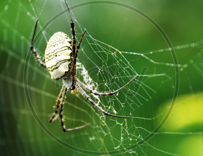 Spider In a Web