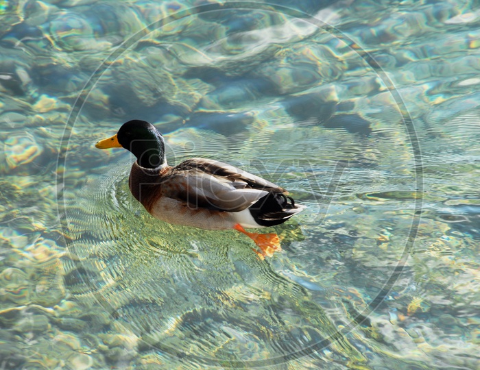 A Mallard Duck moving on the water