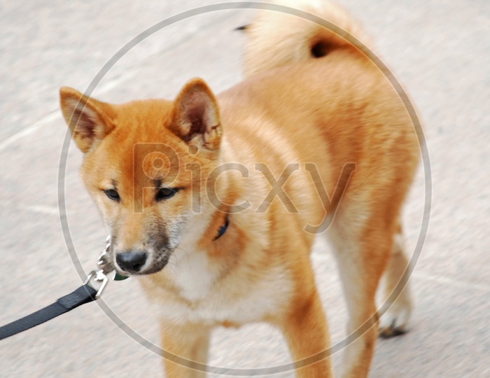 Shiba Inu dog breed