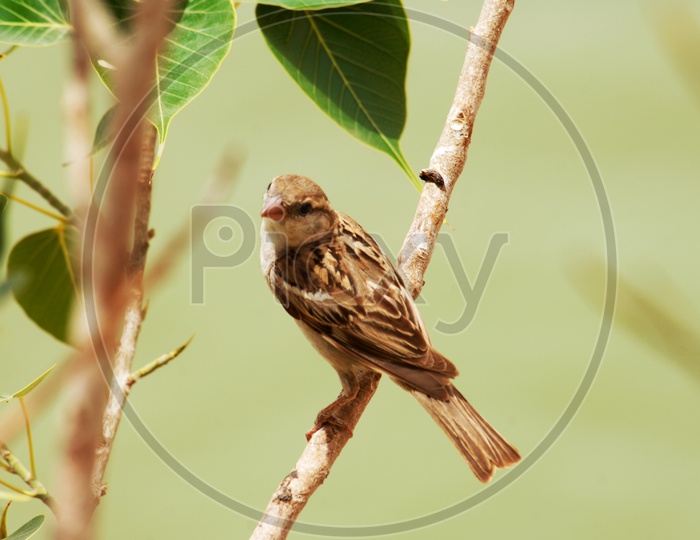 A Field sparrow