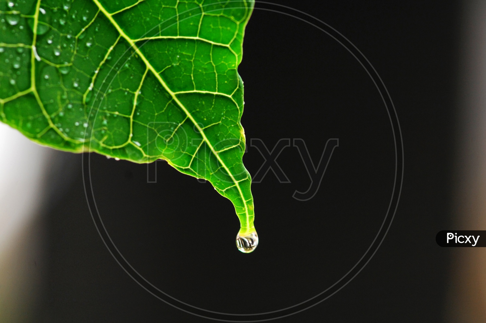 Drop  From a Leaf