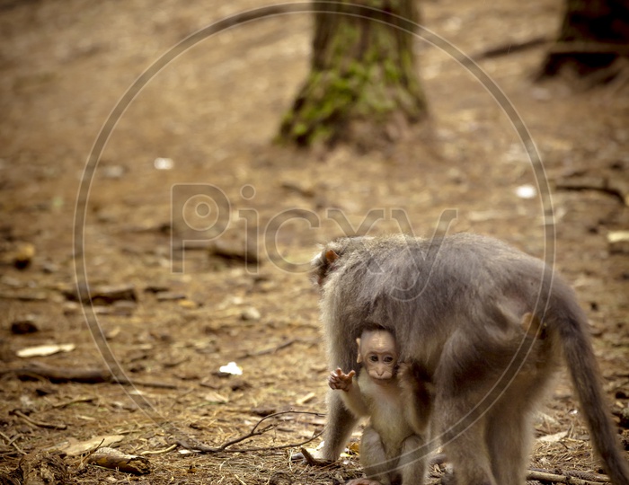 A Young Monkey or Macaque  Along  With Baby Monkey