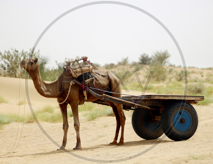 Camel Cart in Desert