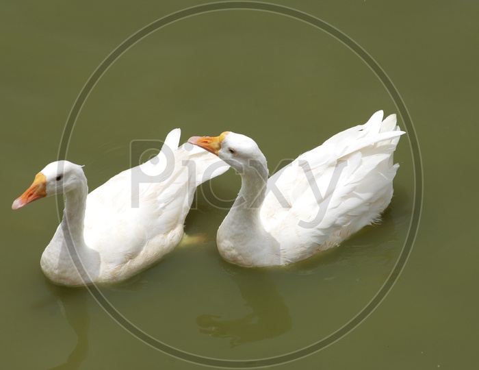 A Couple Of White Ducks Floating On Water Surface