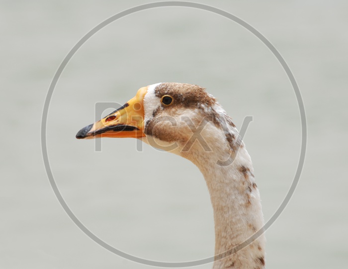 Head of the goose