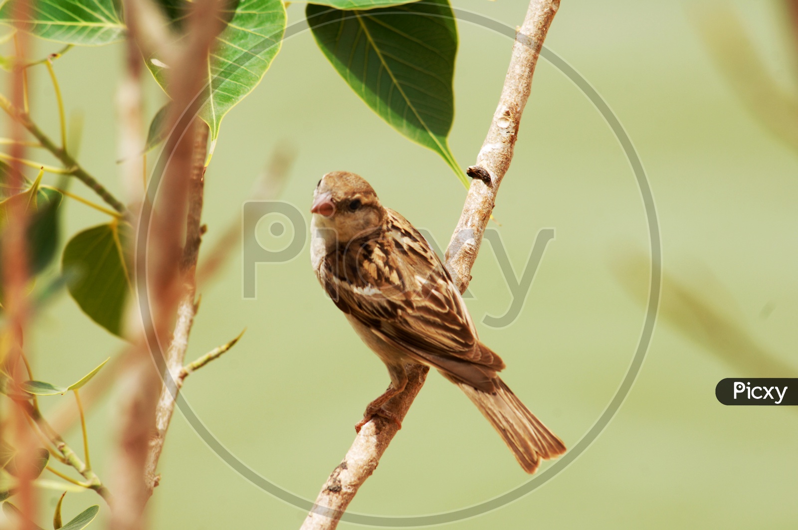 A Field sparrow