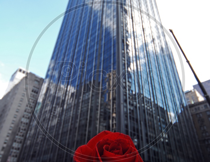 A man holding a red rose and skyscraper in the background